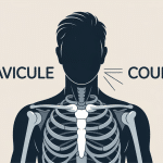illustration clavicule courte épaule et cou